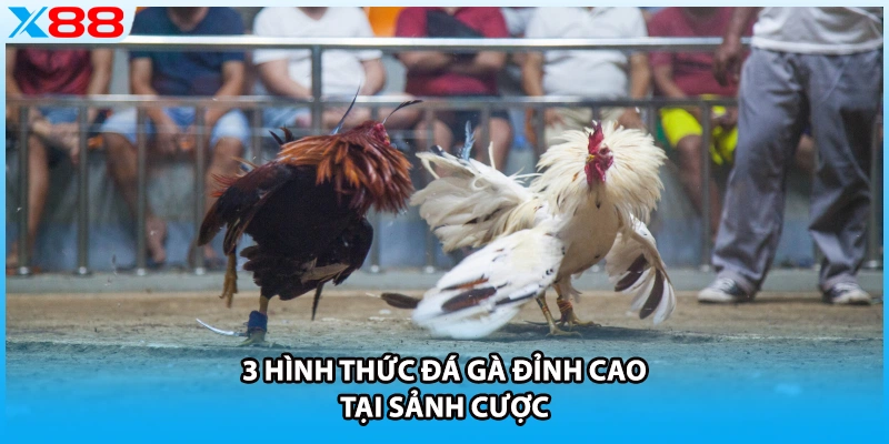 3 hình thức đá gà đỉnh cao tại sảnh cược
