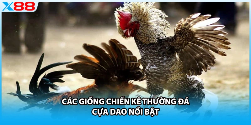Các giống chiến kê thường đá cựa dao nổi bật