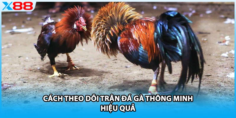 Cách theo dõi trận đá gà thông minh hiệu quả