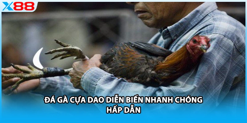 Đá gà cựa dao diễn biến nhanh chóng hấp dẫn