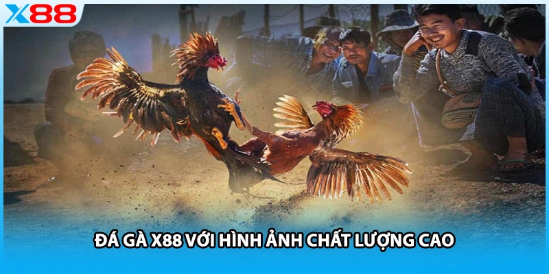 Đá gà X88 với hình ảnh chất lượng cao